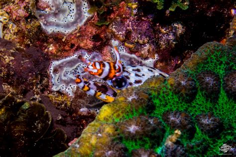 Dragon Moray Eel Mythical Looking Creature Of The Ocean Depths News