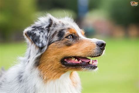 Australian Shepherd Dog Breed Facts Highlights And Buying