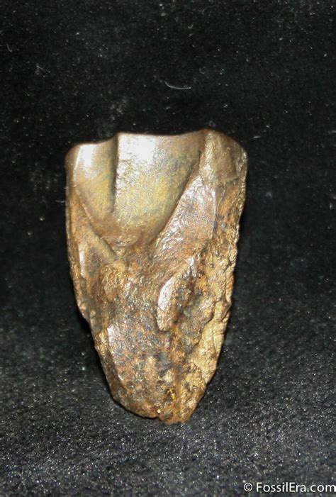 9 Inch Long Triceratops Tooth Montana For Sale 1136