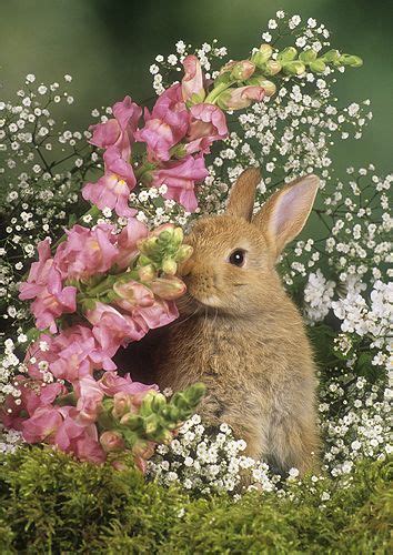 Bunny In Spring Flowers Cute Baby Animals Cute Baby