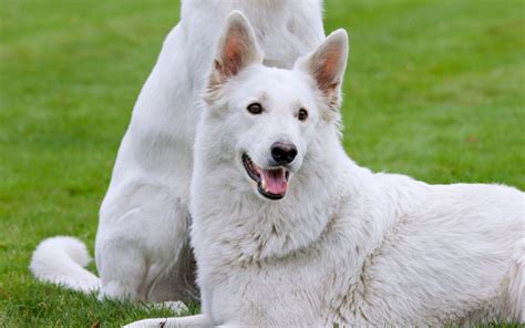 White German Shepherd Puppies For Sale Colorado Pure White Female
