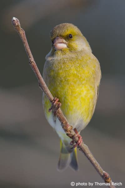 Image Stock Photo European Greenfinch Bird In Germany Thomas Reich