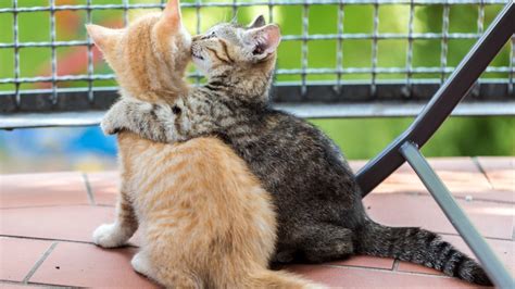 The Cutest Cat Hug Photos To Warm Your Heart Womans World