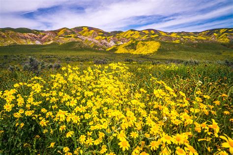 California Spring Wildflowers Superbloom Carrizo Plain National