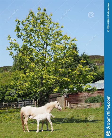 White Horse In A Meadow Sucking A Foal Surrounded By Farm Buildings And