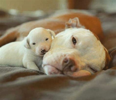 Pit Bull And Her Baby Pitbull Puppies Cute Puppies Cute Dogs Pitbull