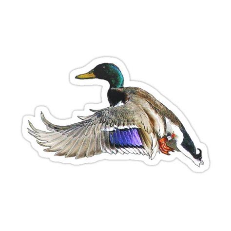 Mallard Duck In Flight Sticker By Saltypro In 2021 Mallard Duck Duck