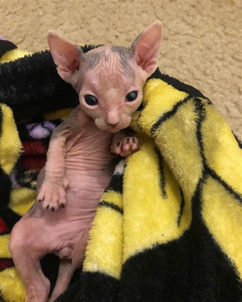 Cutest Sphynx Cat Pictures You Will Ever See 16 Pictures