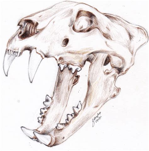 Tiger Skull By Sleonghp On Deviantart