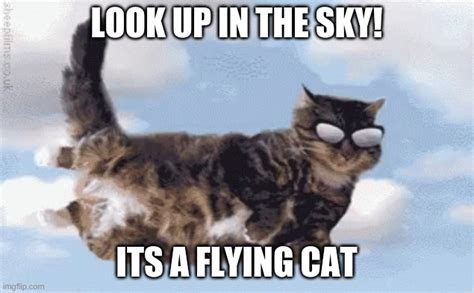 Flying Cat Meme Imgflip