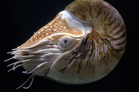 Nautilus Pompilius Wikispecies
