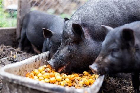 Комбикорм для свиней виды состав как и сколько кормить рецепт