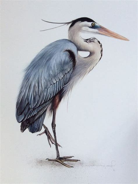 Great Blue Heron By Micheleconleyvogel On Etsy Heron Art Watercolor
