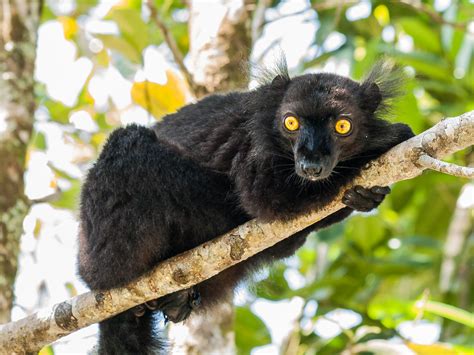 Black Lemur Eulemur Macaco Macaco Private Reserve Palma Flickr