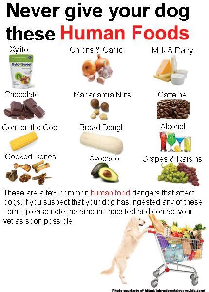 You may also choose a raw diet for your pet, including meats from trustworthy sources, vegetables, vitamins and mineral supplements. Veterinarians Issue Warning About Sugar Substitute That ...