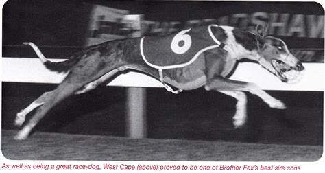 West Cape History Of Greyhound Racing In Australia