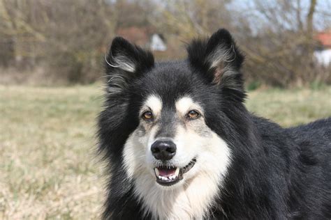 finnish lapphund pictures  informations dog breedscom