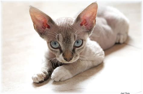 The Affectionate Pixie Ear Cat Thats The Devon Rex Cat