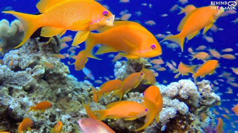 Underwater Colorful Fish Youtube