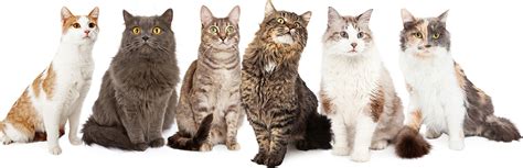 This page is part of research into the costs you can expect to pay when keeping a pet in the uk. Cat Boarding Cattery - Huskisson, Nowra, Shoalhaven, South ...