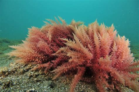What You Need To Know About Red Algae As A Skin Care Ingredient Elevate88