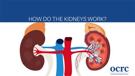 How Do The Kidneys Work