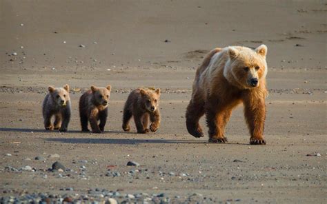 Cute Bear Cubs Hd Desktop Wallpaper Widescreen High