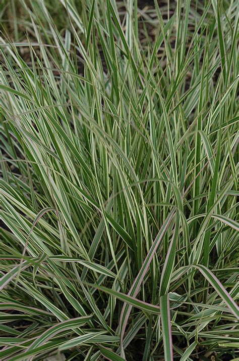 Overdam Feather Reed Grass Calamagrostis X Acutiflora