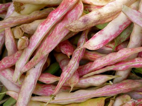 Our love for crescent roll recipes is no secret. La Tavola Marche Recipe Box: Cranberry Beans, Cherry ...