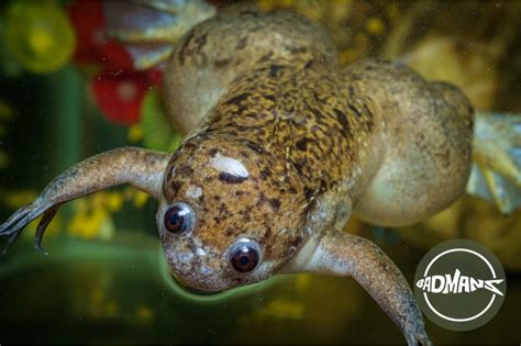 African Clawed Frog Bloat Why It Happens And How To Treat It Badman