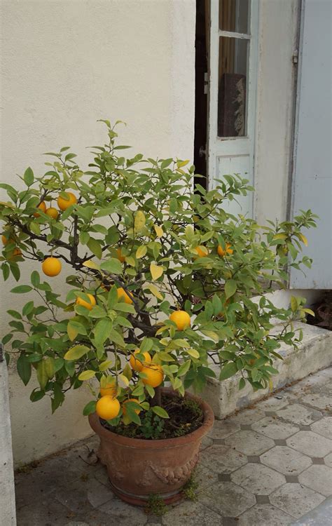 Orangerie Kumquat Tree Citrus Trees Orange Tree Lemon Tree Oranges