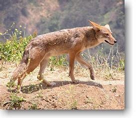 They have four claws on their hind feet, and five on the front. Living with California Coyotes - Native Animal Rescue