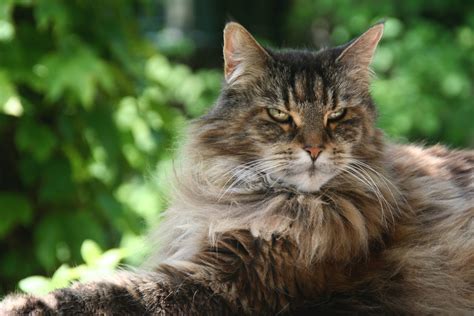 Rehome buy and sell, and give an animal a forever home with preloved! Everything You Need to Know About Maine Coon Cats - LIFE ...