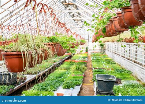 Greenhouse Cultivation Of Plants And Flowers Stock Image Image Of