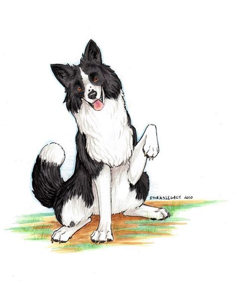 Most Recent Photos Border Collies Personality Style In 2021 Border