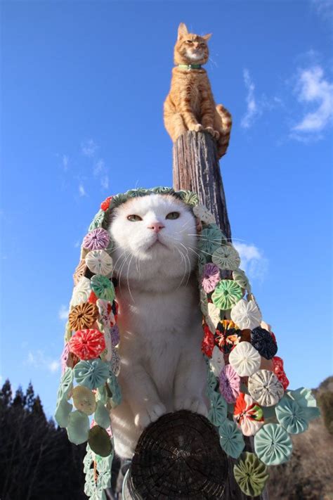 のせ猫『ほっかむり』 かわいい猫 可愛い 動物 可愛すぎる動物