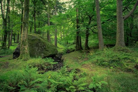 A History Of Scotlands Forests History Scotland
