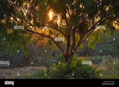 Mesquite Trees Rio Grande City Texas Usa Stock Photo Alamy