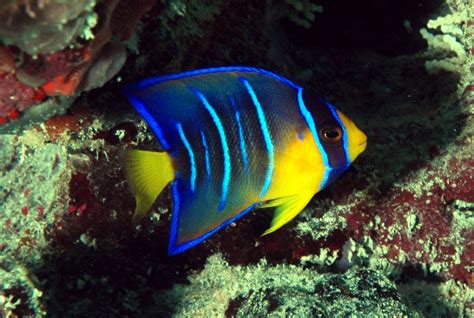 Angelfish Aquatic Animals