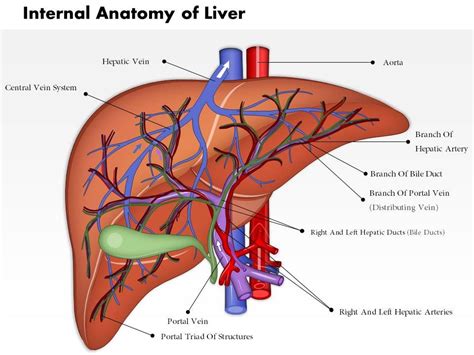 Anatomically, the liver is a meaty organ that consists of two large sections called the right and the left lobe. 0514 internal anatomy of liver medical images for powerpoint Slide01