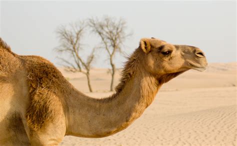 It's easier for a camel. Camel Profile Uae Stock Photo - Download Image Now - iStock