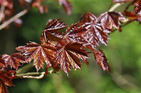 Check spelling or type a new query. Клен остролистный Шведлери | Acer platanoides Schwedleri ...