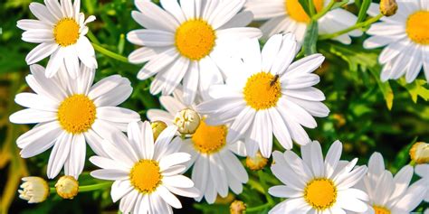 Are Shasta Daisies Deer Resistant How To Keep Deer Out Of Your Yard