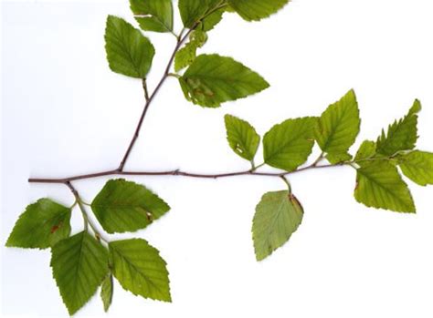 The simple leaves are arranged alternately on branches. Profile: Betula nigra