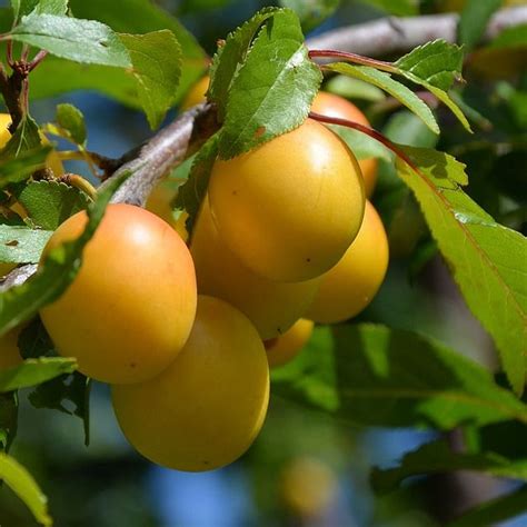 Yellow Plums Plum Tree Plum Fruit