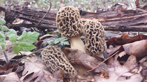 On The Hunt For The Elusive Morel Mushroom In Ohios Appalachian