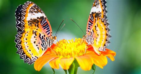 Baik dari segi bentuk, corak, maupun warna. 10 Wallpaper Kupu Kupu Cantik Terbaru | Deloiz Wallpaper