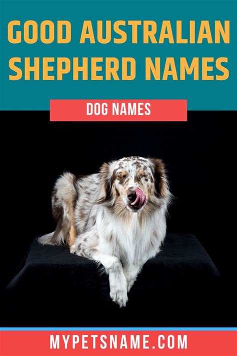 Good Australian Shepherd Names Australian Shepherd Names Australian