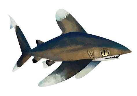 Oceanic Whitetip Shark Save Our Seas Foundation