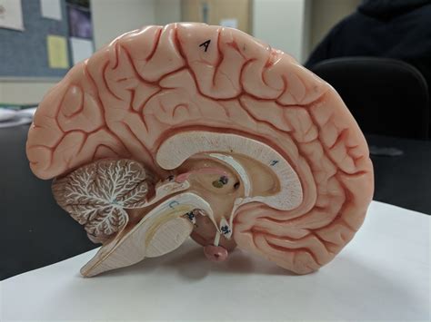 Inside Of Brain Model Diagram Quizlet